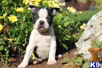 Mariah - Boston Terrier Female